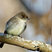 Eastern Phoebe